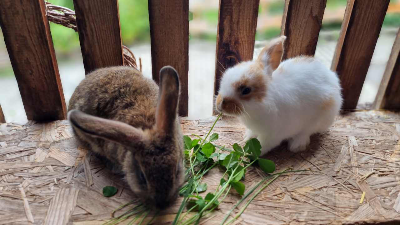 Sonstiges Ferienwohnung Schustererhof