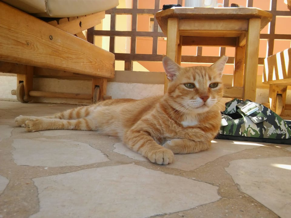 Hotelkatze  Hotel Three Corners Ocean View prestige - Adults only