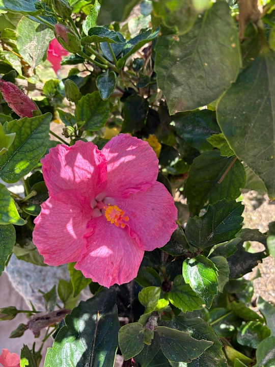 Gartenanlage Paradisus by Meliá Fuerteventura