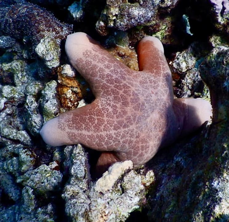 Strand Embudu Village