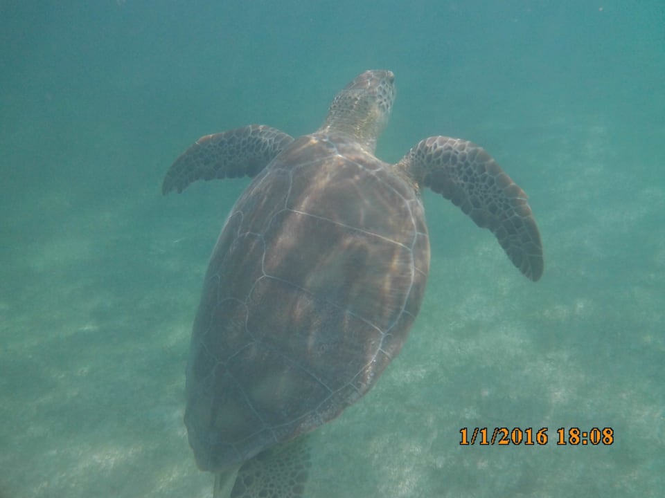 Strand Akumal Bay Beach & Wellness Resort