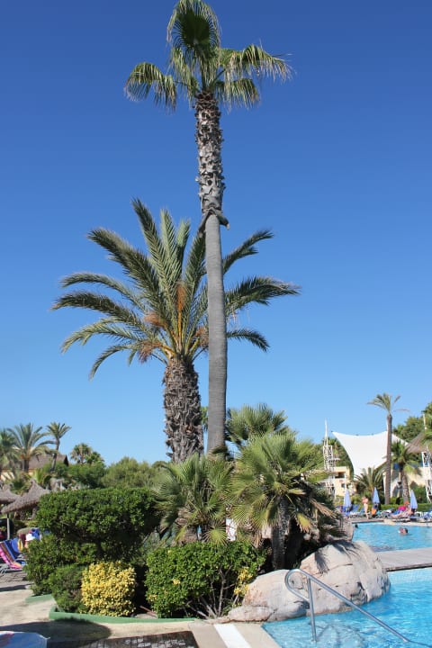 Schöne Bepflanzung am Pool allsun Hotel Eden Playa