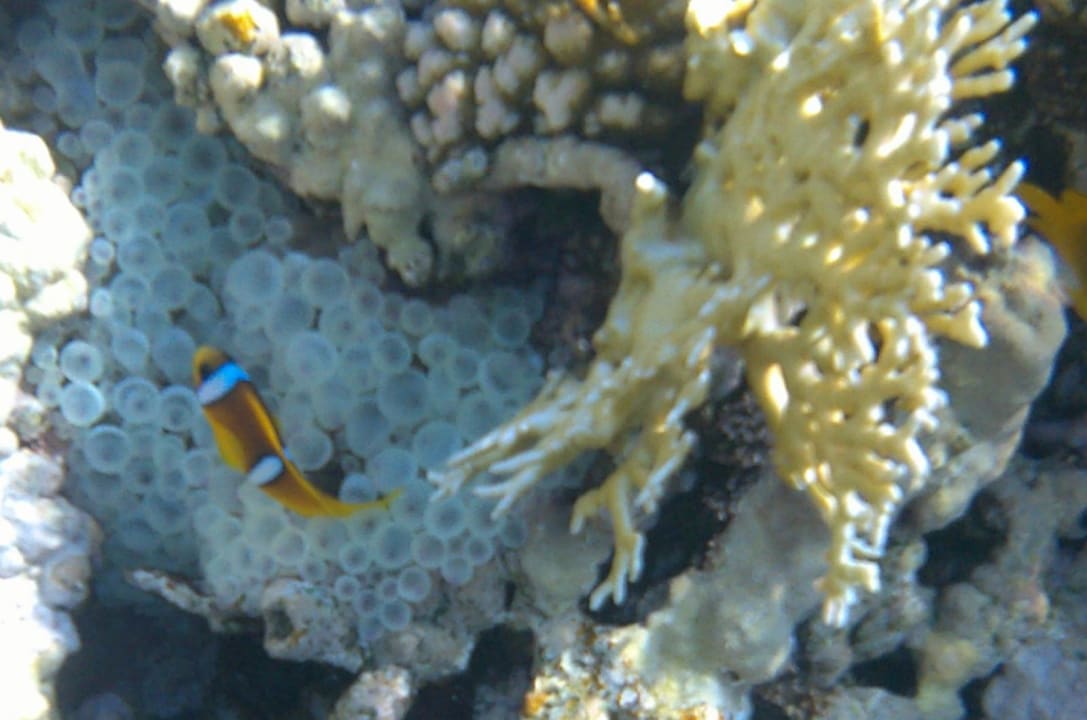 Strand Makadi Spa - Adults only