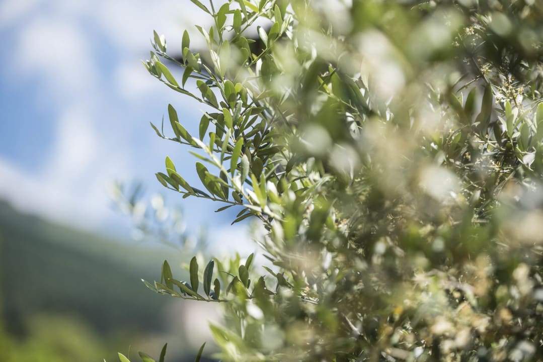 Gartenanlage STROBLHOF Active Family SPA Resort