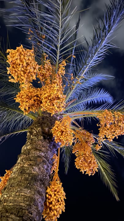 Gartenanlage Royal Wings Hotel