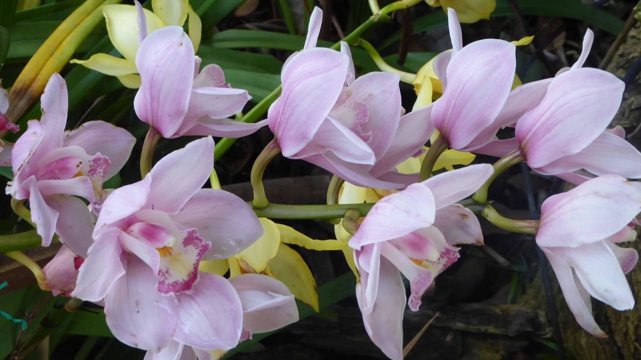 Orchideengarten Suite Hotel Eden Mar - PortoBay