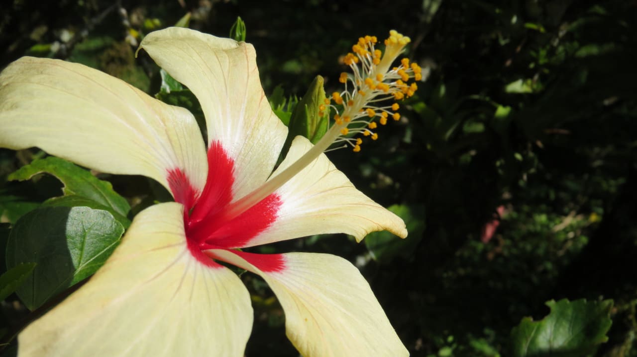 Viel bunt und viel Grün Hotel Swiss Miramontes