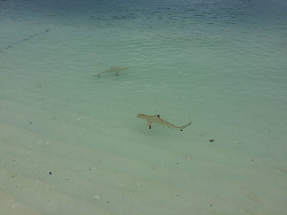 Babyhaie in der Lagune Safari Island Maldives