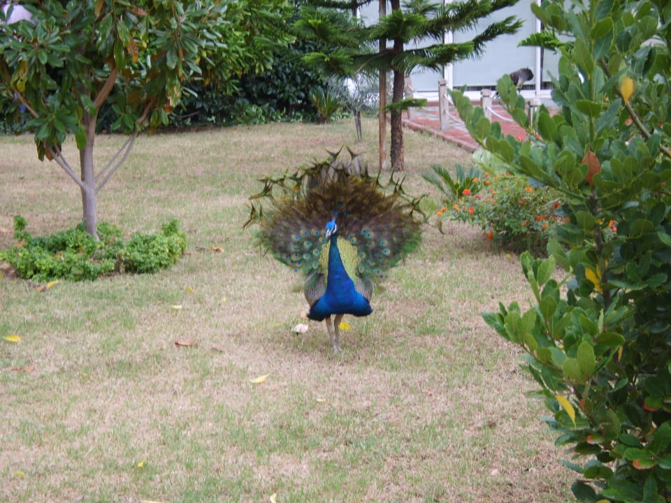 Freilaufende tiere Seaden Sea World Resort & Spa