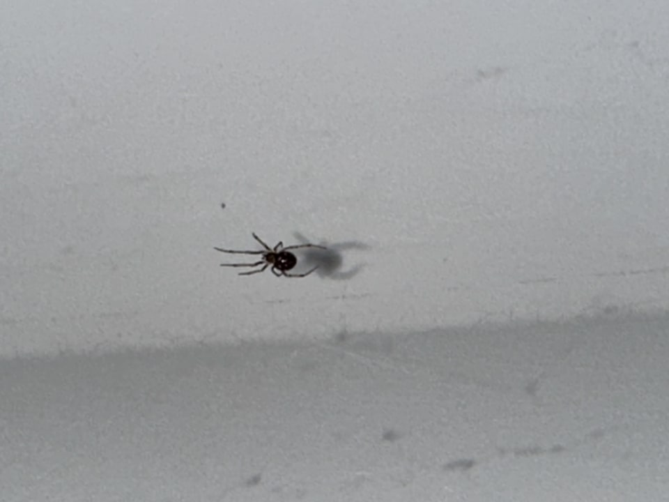 Zimmer Center Parcs Park Allgäu