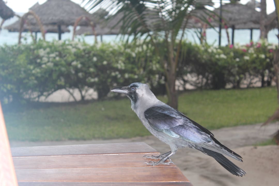 Hunger... Hotel Southern Palms Beach Resort