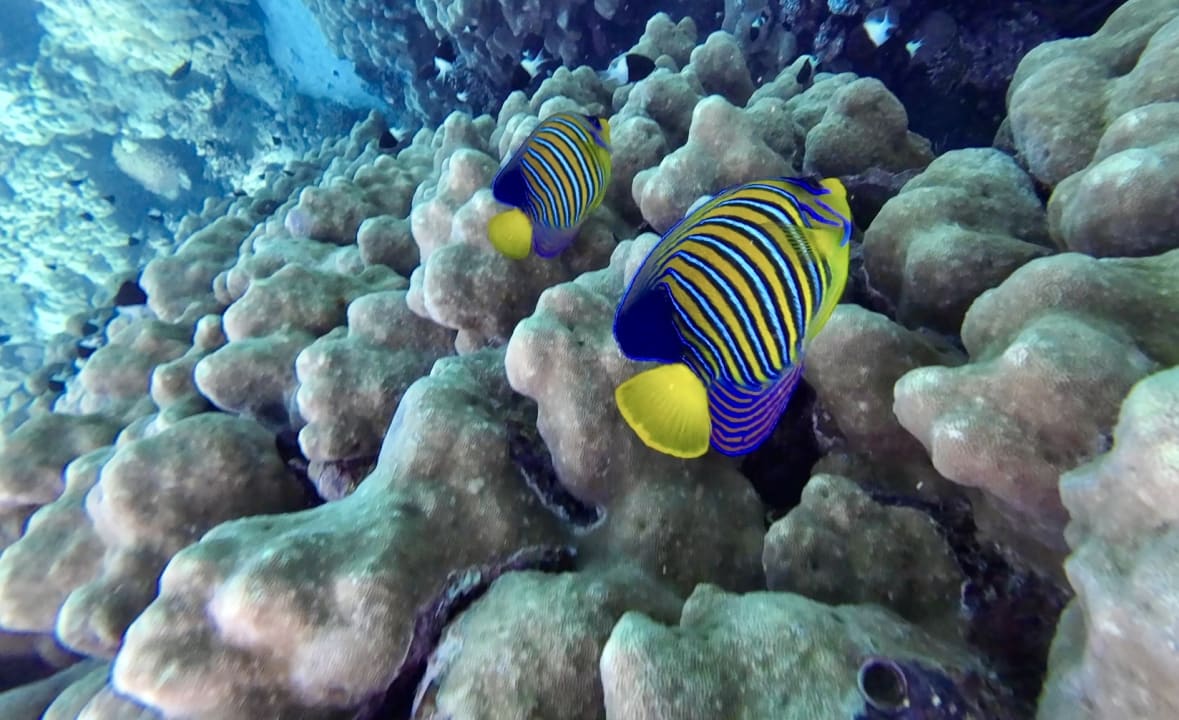 Strand Malikia Resort Abu Dabbab