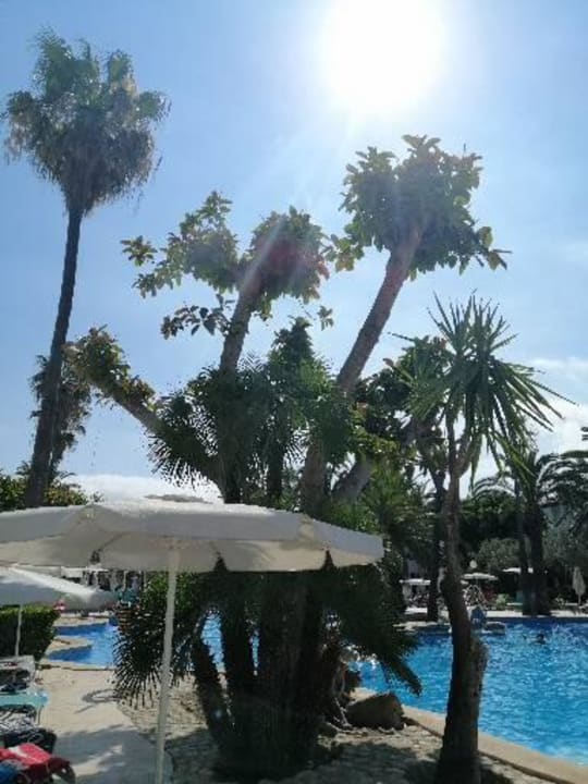 Pool Alcudia Garden Aparthotel