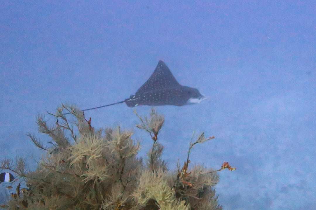 Sport & Freizeit Adaaran Select Meedhupparu Island Resort - Premium All Inclusive