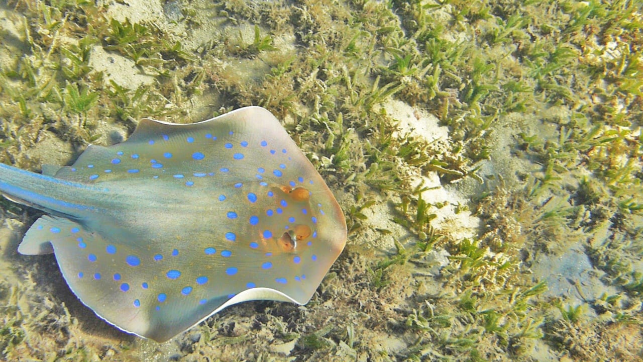 Schnorcheln Lahami Lahami Bay Beach Resort