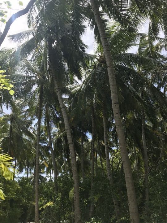 Gartenanlage Summer Island Maldives