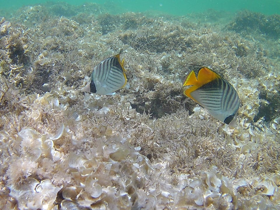 Strand Three Corners Sea Beach Resort
