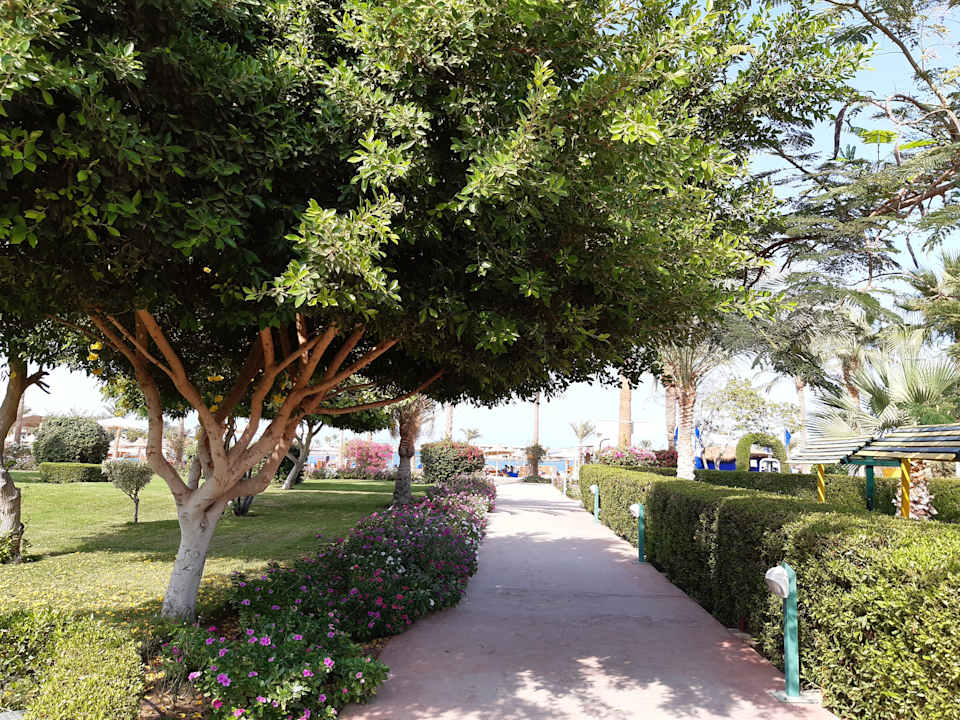 Gartenanlage Desert Rose