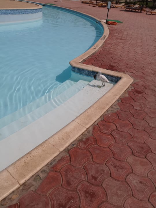 Pool Three Corners Sea Beach Resort