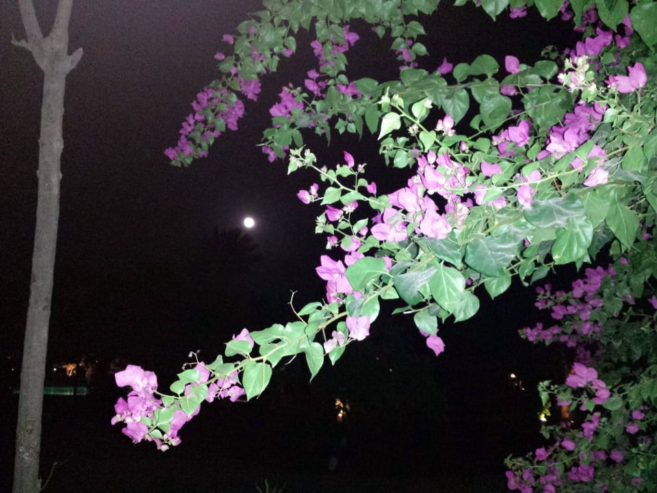 Von der Terrasse Grand Makadi