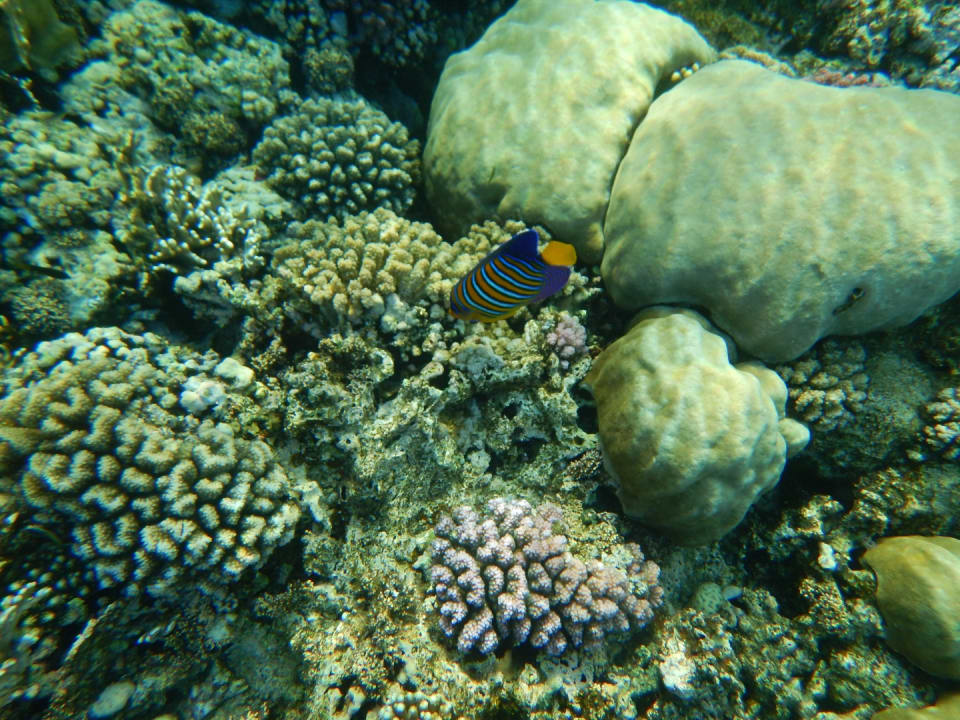 Sport & Freizeit Steigenberger Coraya Beach - Adults only