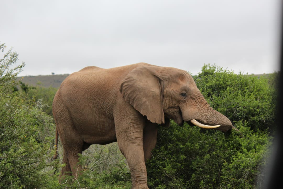 Sport & Freizeit Safari Lodge- Amakhala Game Reserve