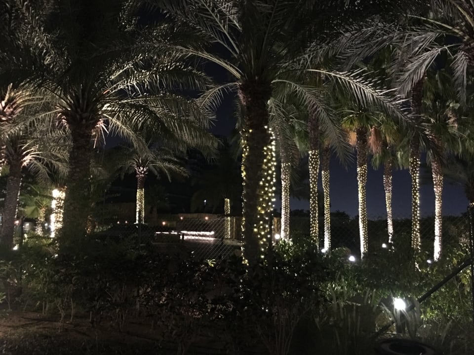 Gartenanlage JA Palm Tree Court