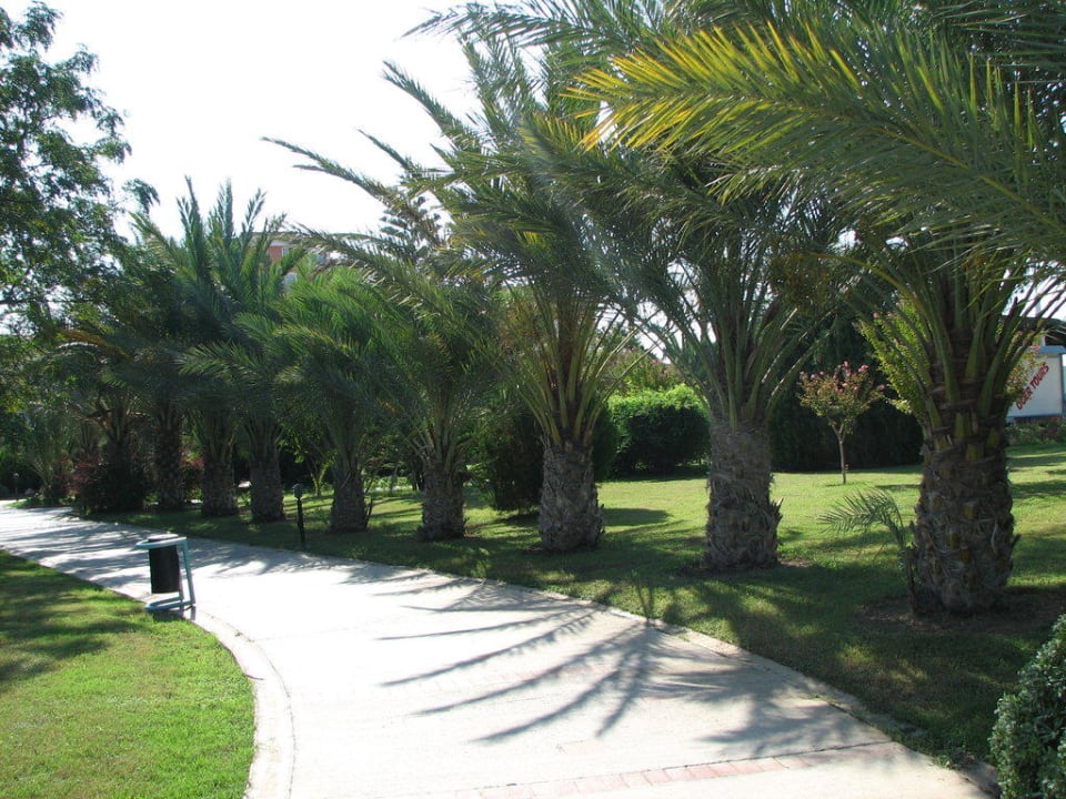 Majesty Club Palm Beach Asteria Family Resort Side