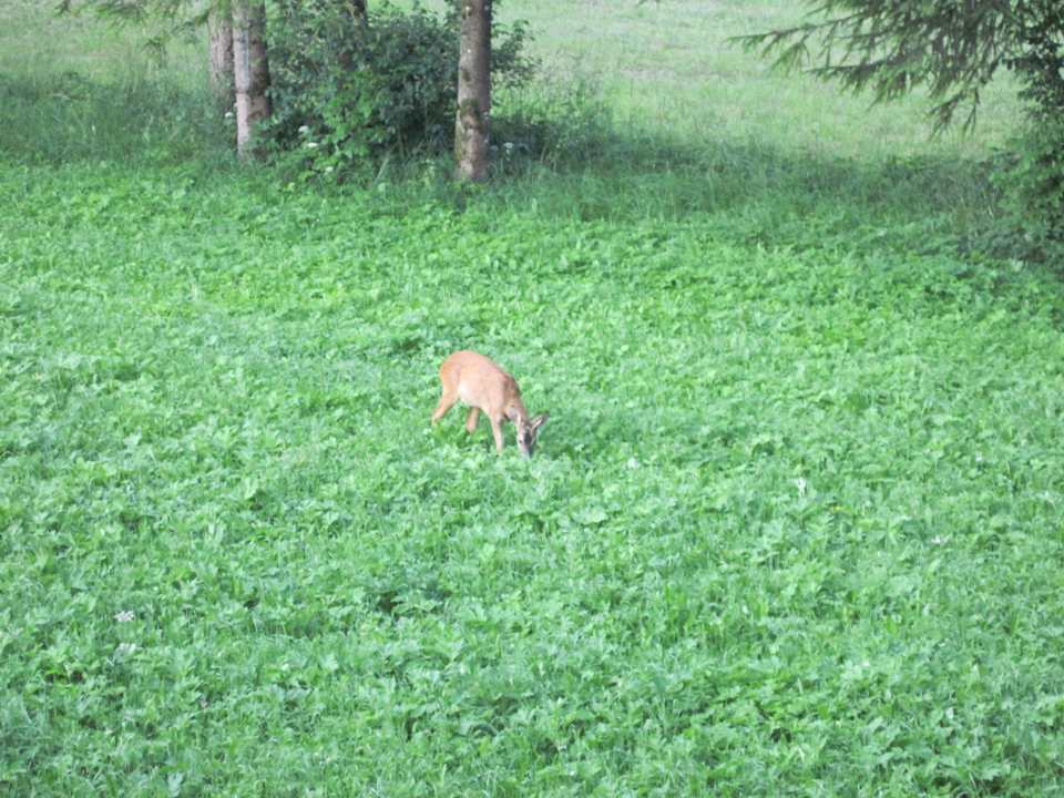 Besuch am Morgen Pension & Ferienwohnung Solaria