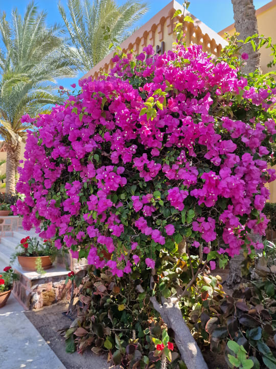 Gartenanlage Steigenberger Coraya Beach - Adults only