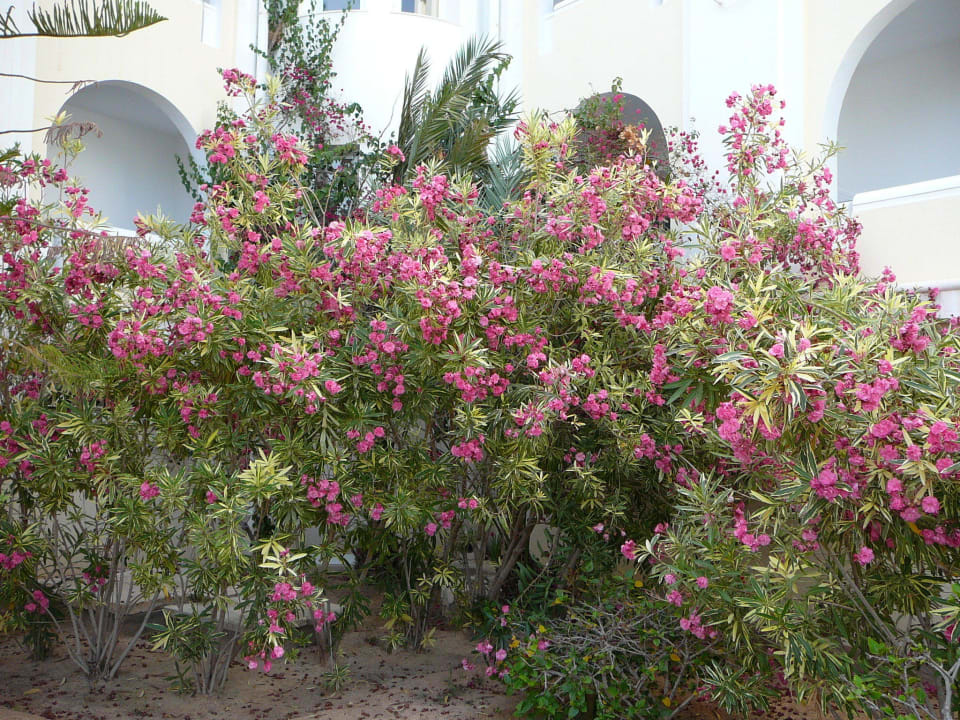 Garten Calimera Yati Beach