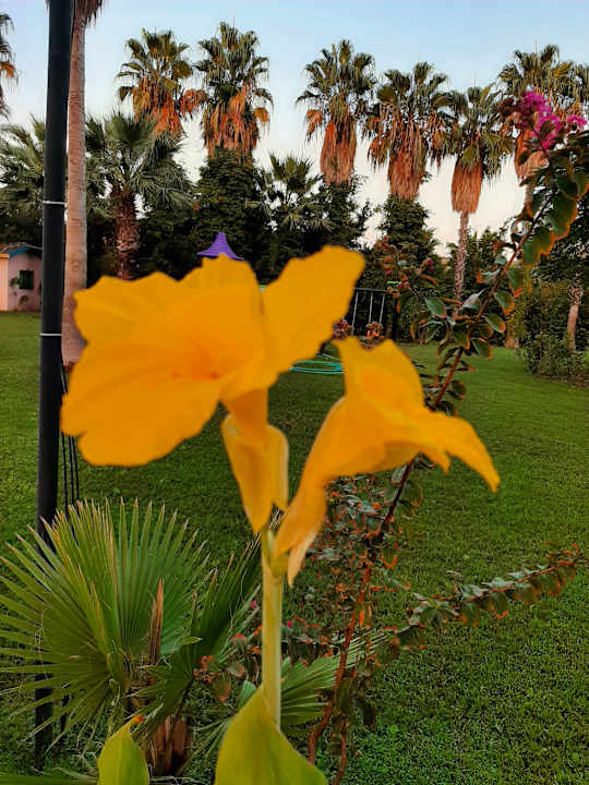 Gartenanlage Royal Atlantis Beach Hotel