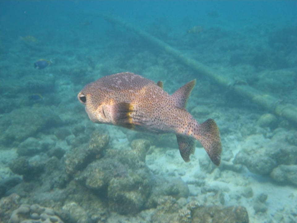 Igelfisch Embudu Village