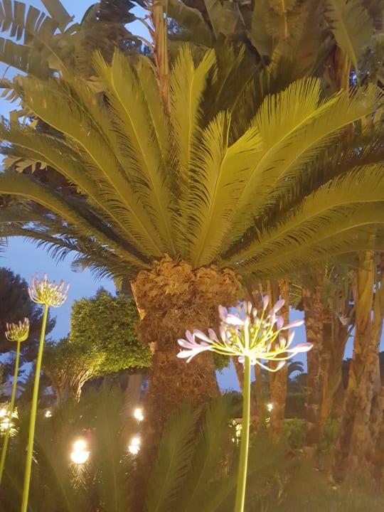 Gartenanlage Grupotel Orient