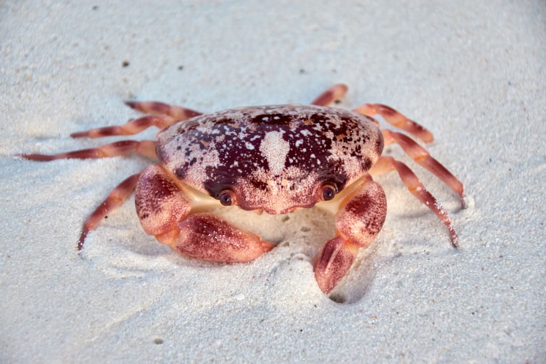 Strand Adaaran Select Meedhupparu Island Resort - Premium All Inclusive