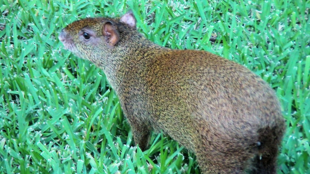 Aguti in der Gartenanlage Sandos Playacar Select Club Adults only - All Inclusive