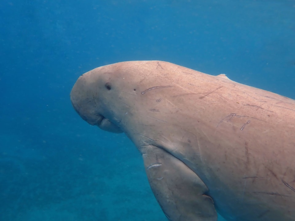 Sport & Freizeit Shams Alam Beach Resort