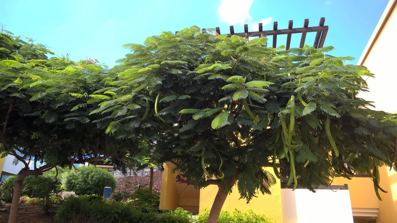 Weg durch die Anlage Occidental Jandía Royal Level - Adults only