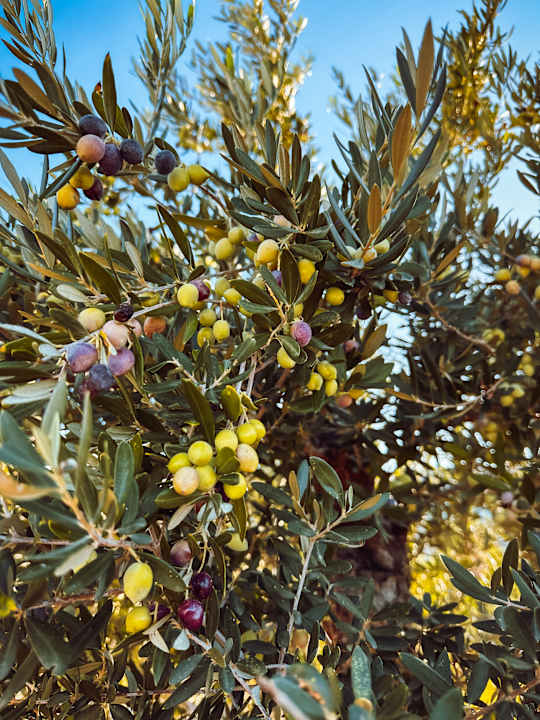 Gartenanlage Lesante Cape - The Leading Hotels of the World