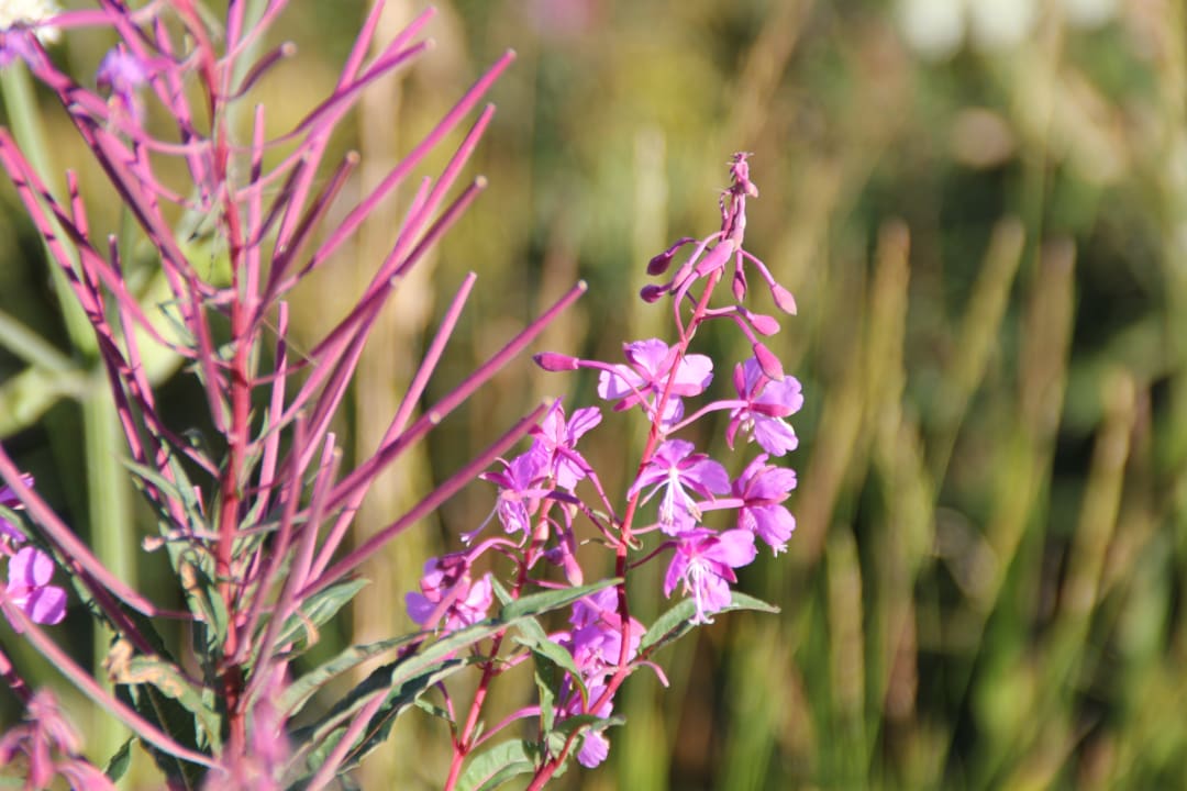 Gartenanlage Best Western Ahorn Hotel Oberwiesenthal - Adults only