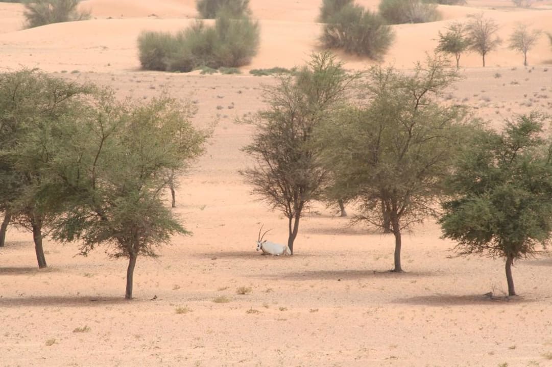 Al Maha, Oryxantilopen Al Maha, A Luxury Collection Desert Resort & Spa