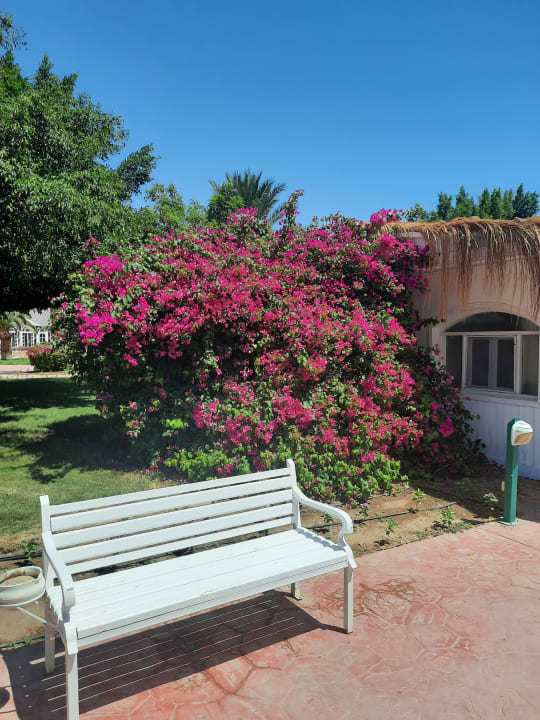 Gartenanlage Desert Rose