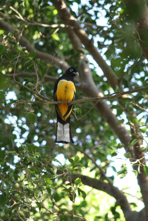 Gartenanlage Capitán Suizo Beachfront Boutique Hotel