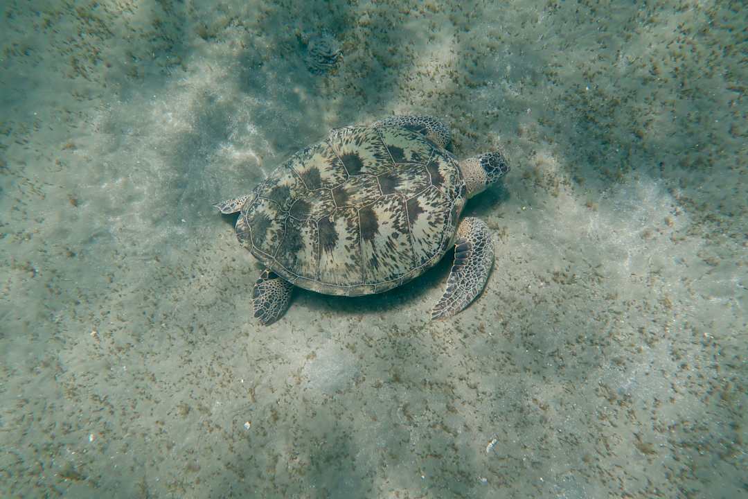 Strand Malikia Resort Abu Dabbab