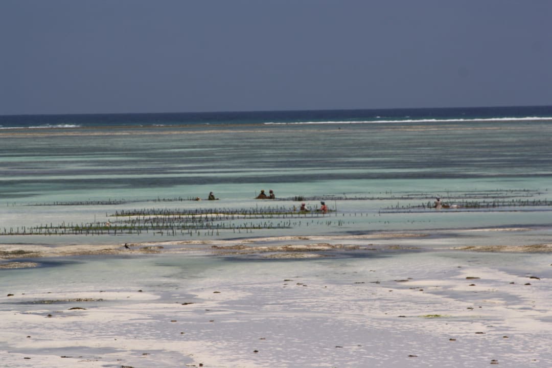 Algenernte bei Ebbe Sultan Sands Island Resort & Spa