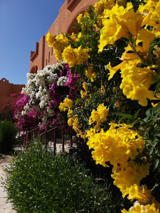 Gartenanlage Hotel Blue Lagoon