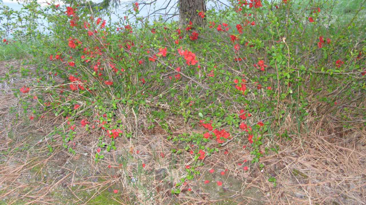 Eine nette Blumenpracht Hotel Tenaya Lodge at Yosemite