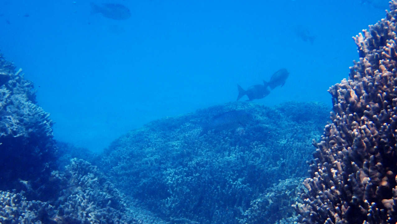 Sport & Freizeit Hotel Riu Palace Maldivas