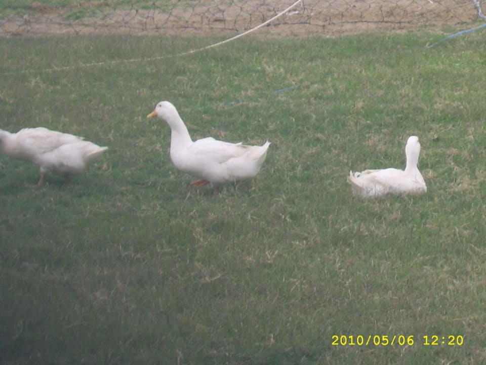 Tierpark Belek Beach Resort Hotel