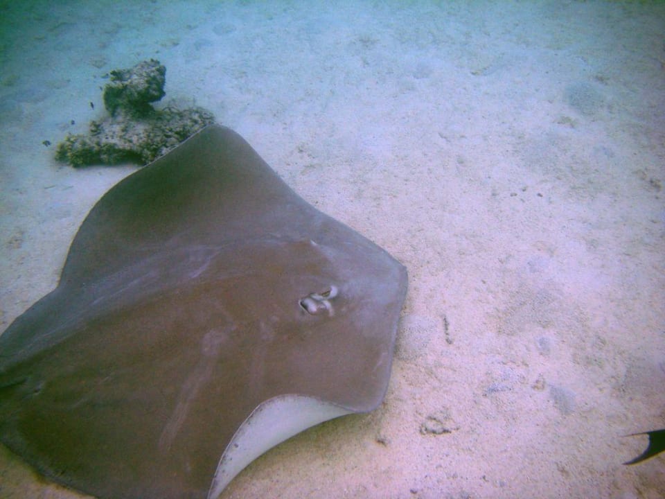 Stachelrochen - zum greifen nahe Summer Island Maldives